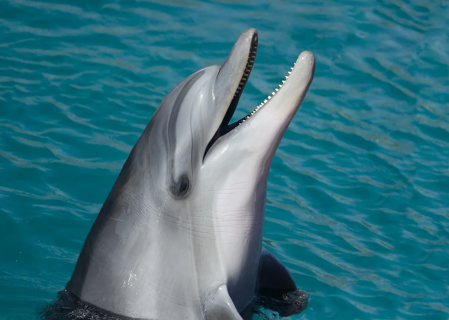 socal dolphin